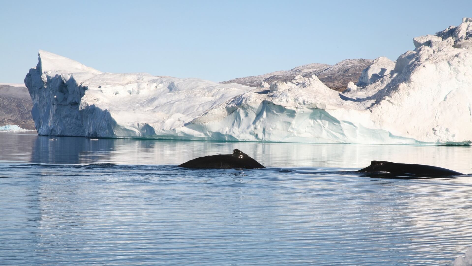 Arktis Tours - Arktisches Abenteuer: Süd- Ostgrönland unterm Polarlicht