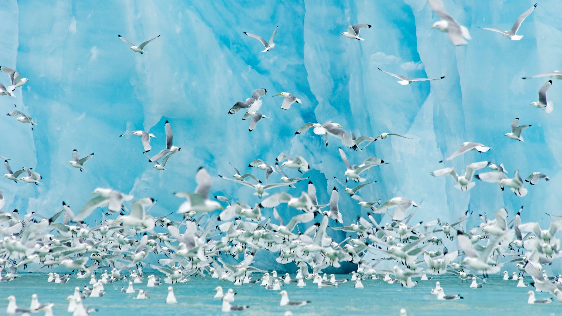 Svalbard Kittiwakes