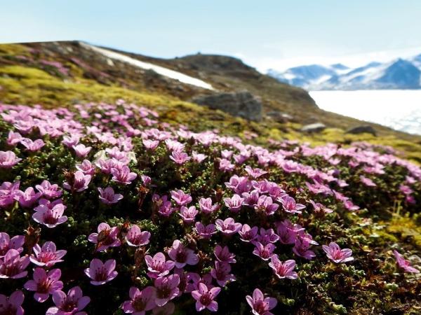 Arktis Tours - MS Quest Spitzbergen in das Reich der Eisbären