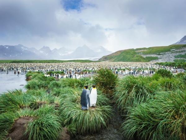 Arktis Tours, Oceanwide Expeditions, Falkland, Südgeorgien