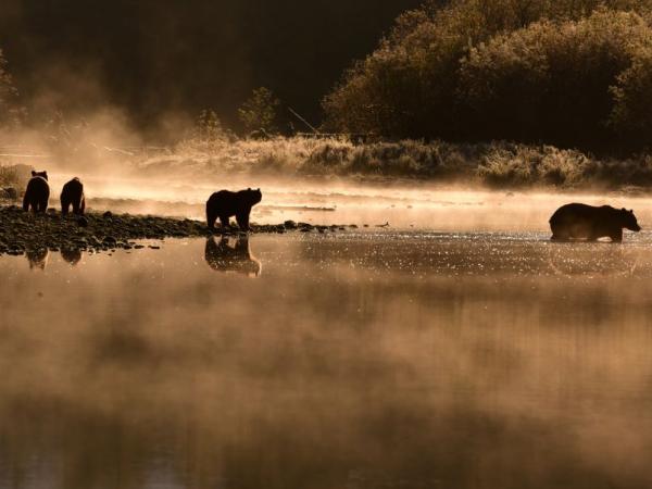 Arktis Tours, Maple Leaf Adventures, Great Bear Rainforest