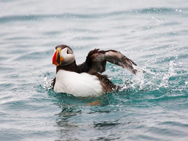 Arktis Tours Nordspitzbergen: Erkundung der arktischen Wildnis