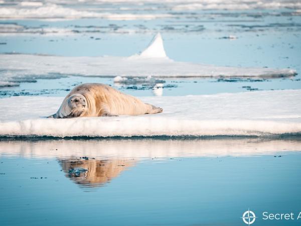 Arktis Tours - Foto-Expedition zu den Naturwundern Spitzbergens