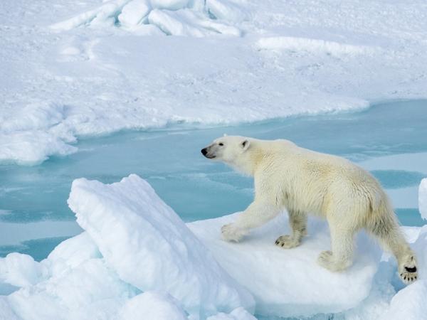 © Svalbard Grands Espaces