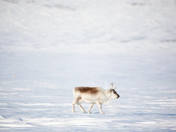 Rentier Svalbard