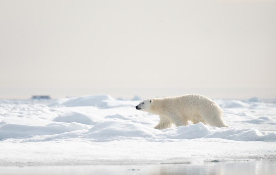 © Svalbard Grands Espaces