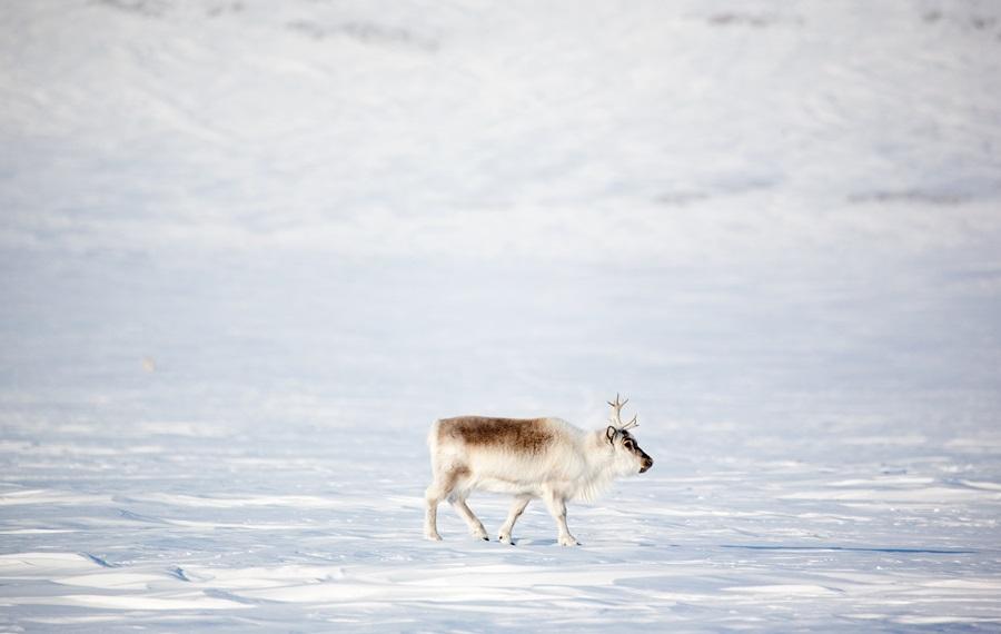 © Svalbard _Envato