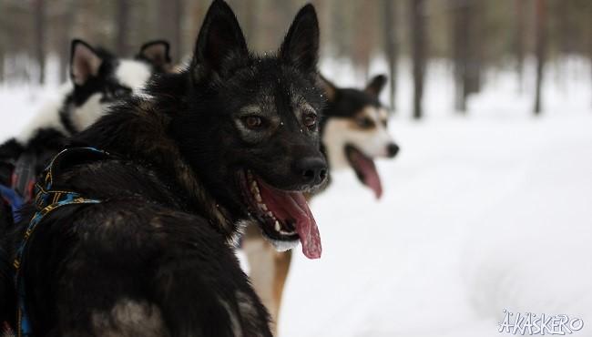 Arktis Tours - Große Wildnistrail Huskytour