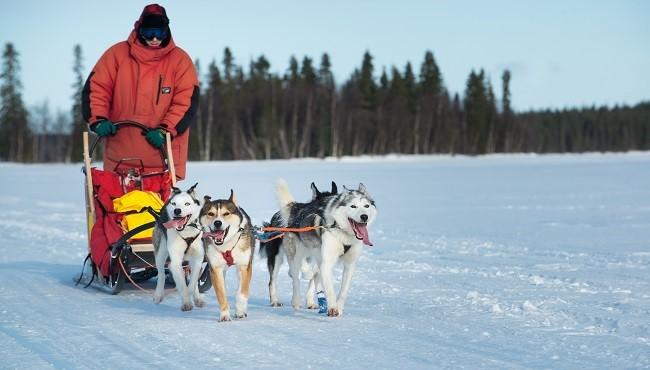 Arktis Tours - Große Wildnistrail Huskytour