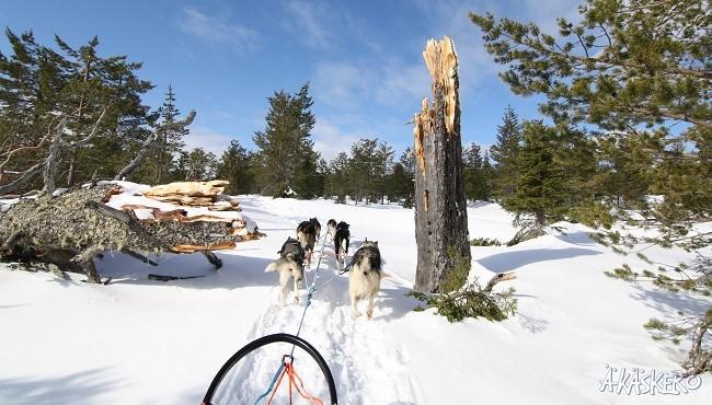 Arktis Tours - Große Wildnistrail Huskytour