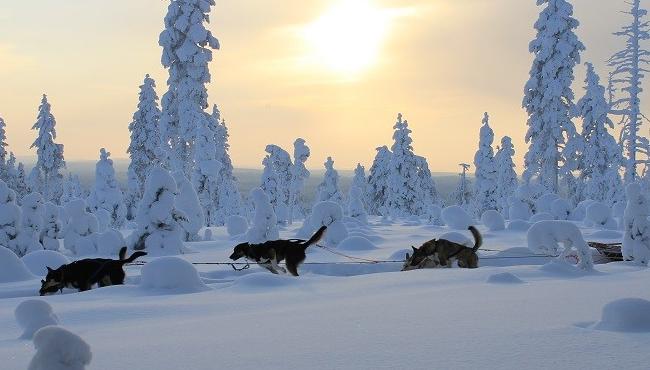 Arktis Tours - Wintertraum Javri Lodge