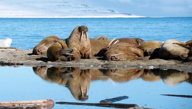 Arktis Tours - MS Quest Rund um Spitzbergen