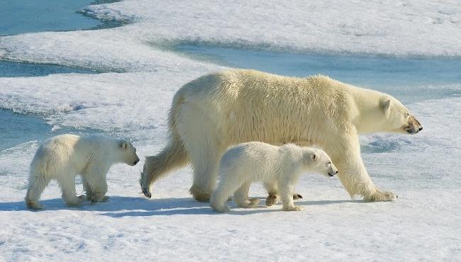 Arktis Tours - MS Quest Spitzbergen in das Reich der Eisbären