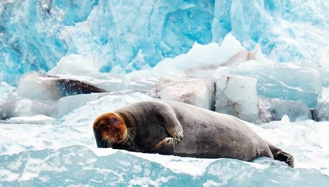 Arktis Tours - MS Quest Frühlingserwachen auf Spitzbergen