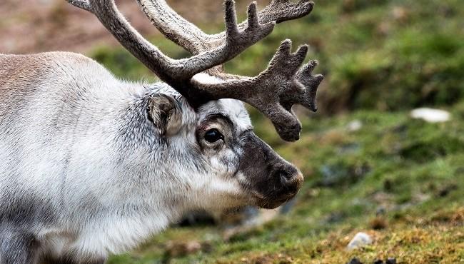 Arktis Tours - MS Stockholm Expedition Spitzbergen