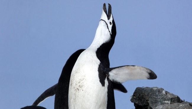 Arktis Tours – MS Ortelius – Kaiserpinguine im Weddelmeer - Zügelpinguine