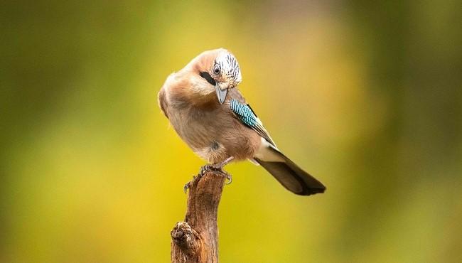 FI29 Braunbären und Vogelbeobachtung in Finnland