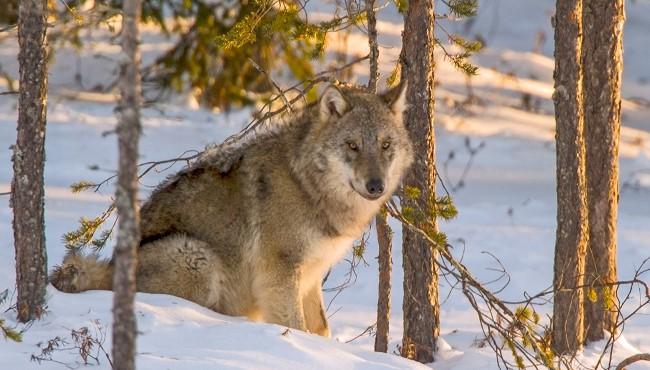 FI30 Fotoreise: Arktische Wölfe und Aurora Borealis: Wolf Kuhmo