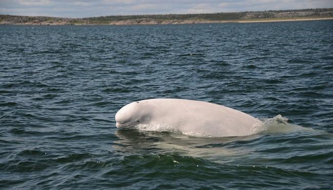 Arktis Tours - Von Belugas und Eisbären - Sommergeschichten aus Churchill