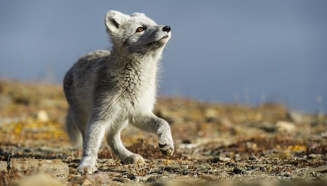 Arktis Tours - Spitzbergen - die Arktis zu Fuß und mit dem Boot erleben