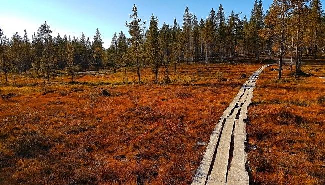 Arktis Tours Inari im Herbst: Natur, Tradition, Nordlicht