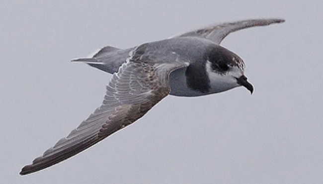 Arktis Tours - MS Hondius - Antarktis - Jenseits des Polarkreises - Sturmvogel in der Drake Passage