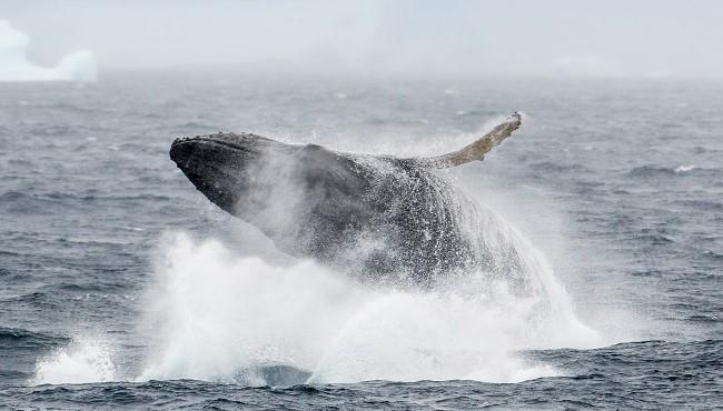 Arktis Tours - MS Hondius - Antarktis - Jenseits des Polarkreises