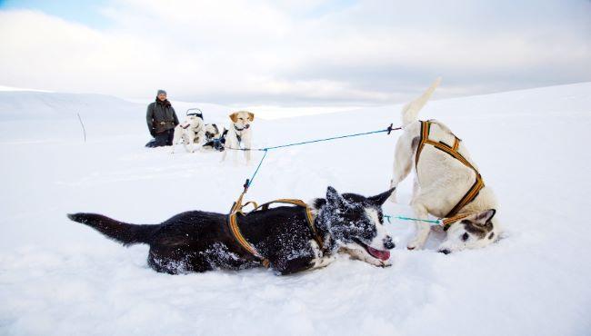 Husky Spitzbergen Basecamp Explorer