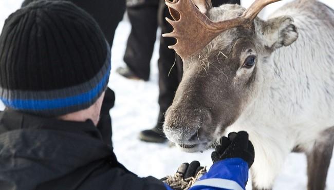 Arktis Tours Besuch auf der Rentierfarm