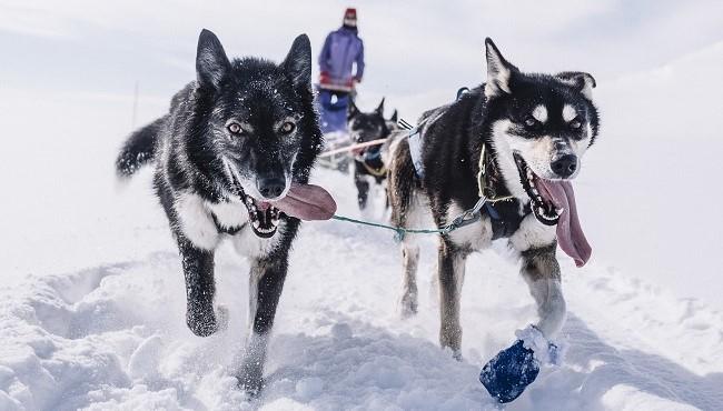 Arktis Tours Nordnorwegen authentisch und facettenreich - Husky Safari