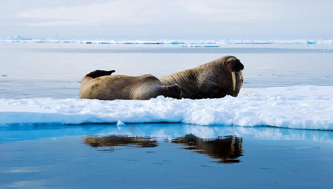 Arktis Tours - MS Sjovejen Abenteuer Spitzbergen