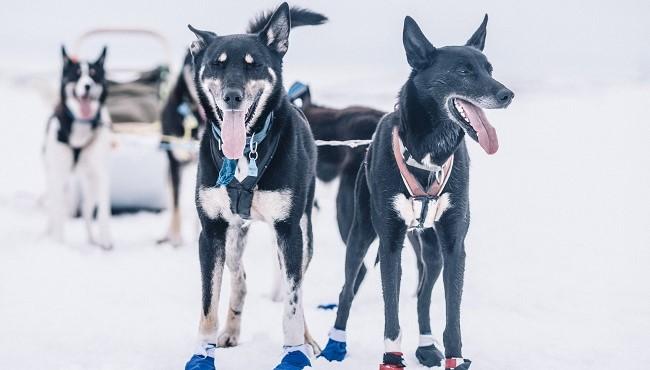 Arktis Tours Polarlichter und Schlittenhunde in Nordnorwegen - Husky Tour