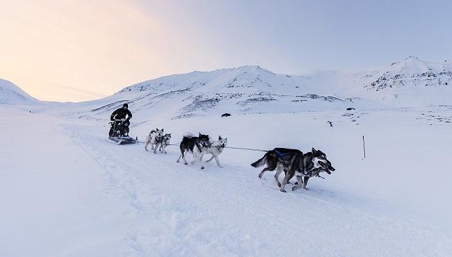 Arktis Tours Hundeschlitten Tour Spitzbergen