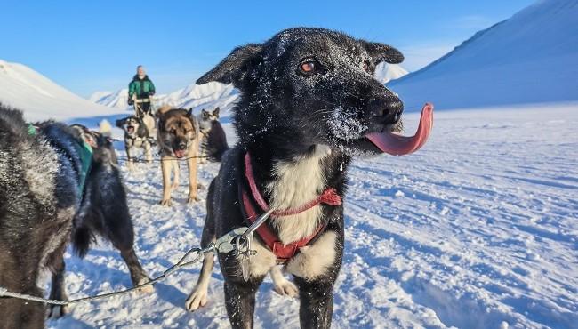 Arktis Tours Hundeschlitten Tour Spitzbergen Husky
