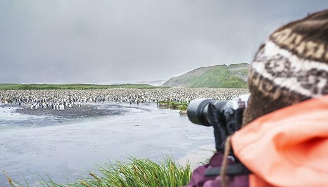 Arktis Tours, Oceanwide Expeditions, Falkland, Südgeorgien