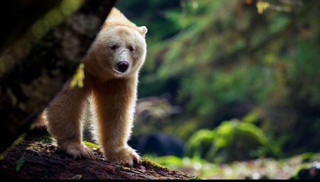 Arktis Tours, Maple Leaf Adventures, Geisterbär