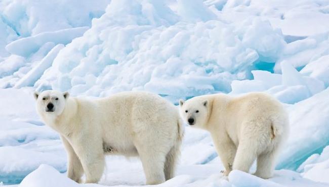 Arktis Tours, Ponant, Eisbär