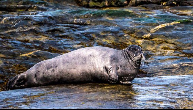 Arktis Tours, Ungava Polar Eco Tours, Bearded Seal