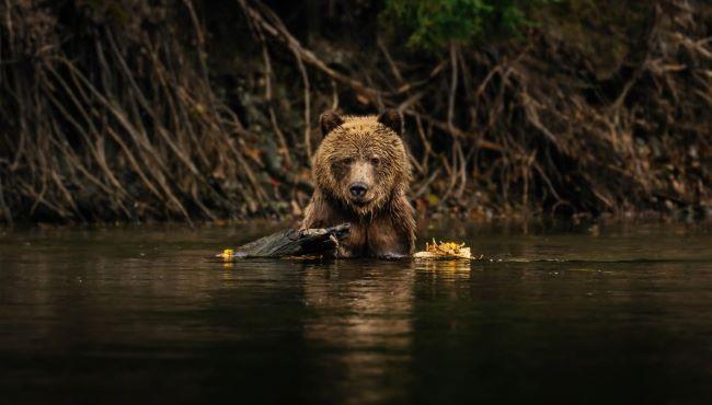 Arktis Tours, Bella Coola Helisports & Tweedsmuir Park Lodge, Grizzly