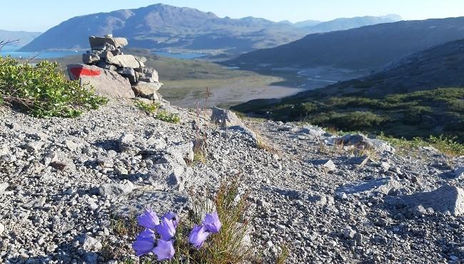 Arktis Tours Südgrönlands Kontraste entdecken - Igaliku