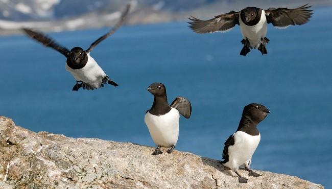 Arktis Tours Nordspitzbergen: Erkundung der arktischen Wildnis