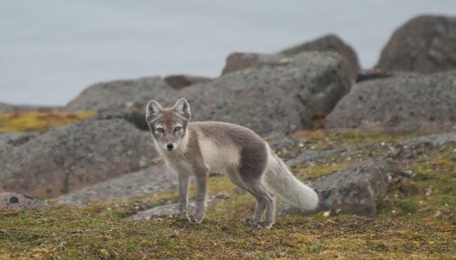 Arktis Tours Nordspitzbergen: Erkundung der arktischen Wildnis