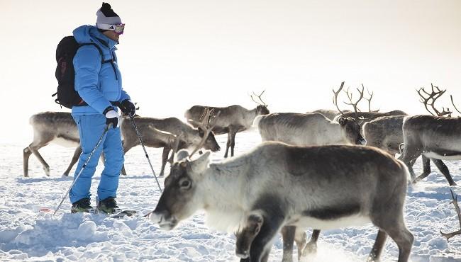 Arktis Tours - Entspannter Luxus im Hotel Cahkal – Kilpisjärvi