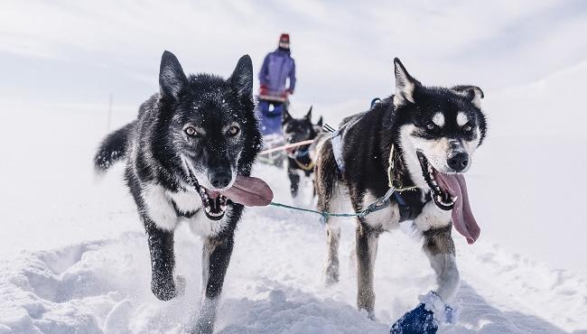 Trasti & Trine, Husky 