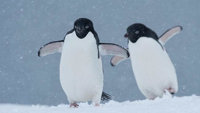 Arktis Tours - Expedition Weddell Meer und Larsen Ice Shelf