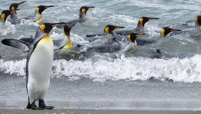 Arktis Tours - Expedition Weddell Meer und Larsen Ice Shelf