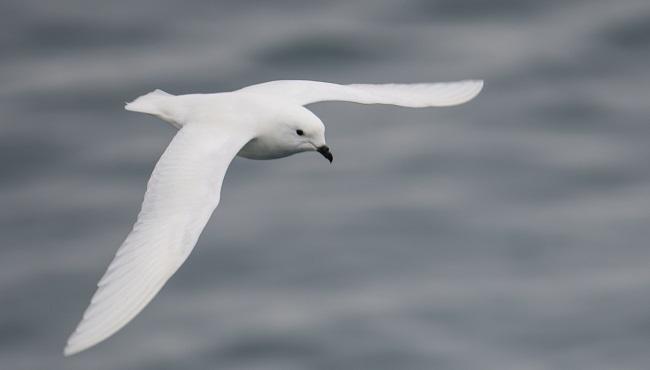 Arktis Tours - Expedition Weddell Meer und Larsen Ice Shelf