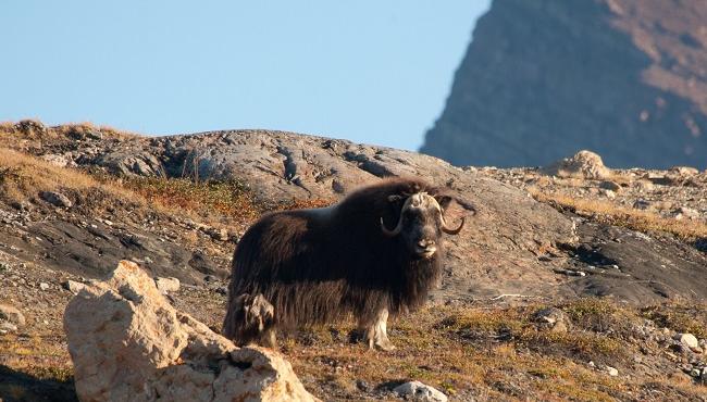 Arktis Tours - Arktisches Abenteuer: Süd- Ostgrönland unterm Polarlicht