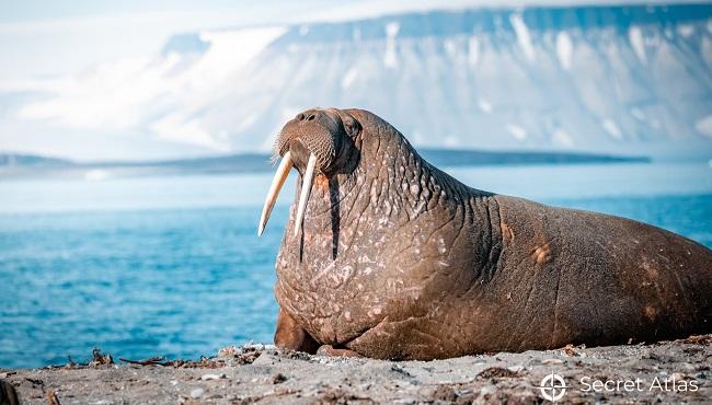 Arktis Tours - Foto-Expedition zu den Naturwundern Spitzbergens