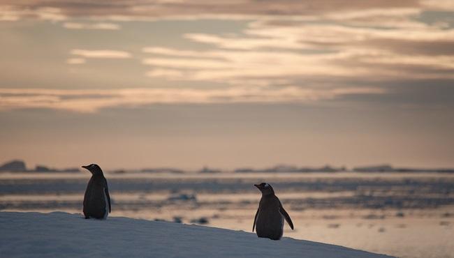 © Richard Simko Penguins